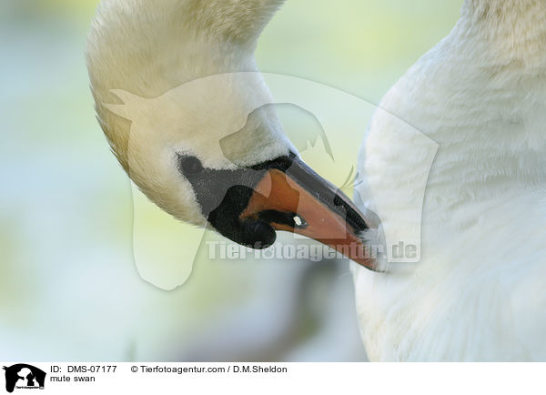 mute swan / DMS-07177