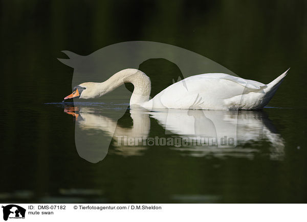 mute swan / DMS-07182