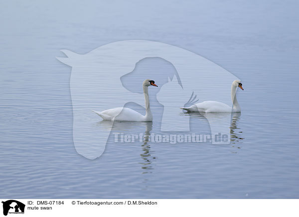 mute swan / DMS-07184