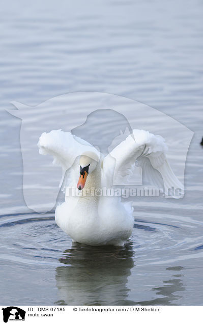 mute swan / DMS-07185