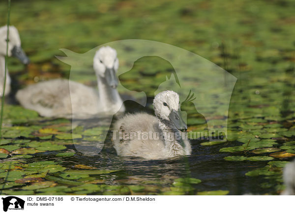 mute swans / DMS-07186