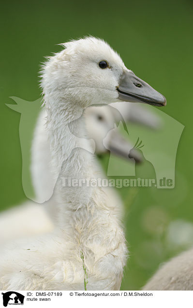 mute swan / DMS-07189