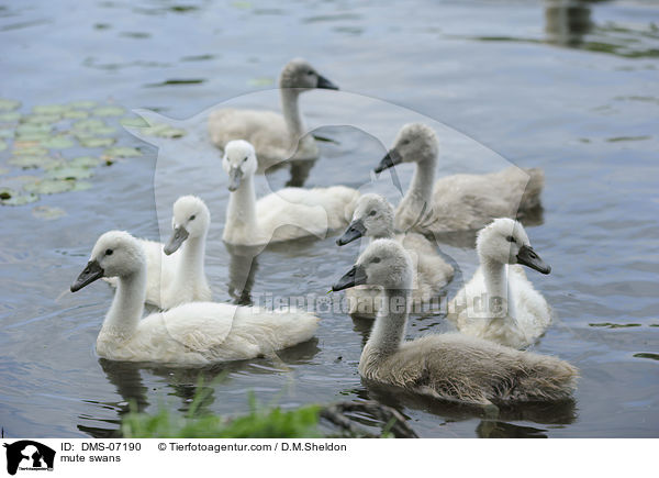 mute swans / DMS-07190