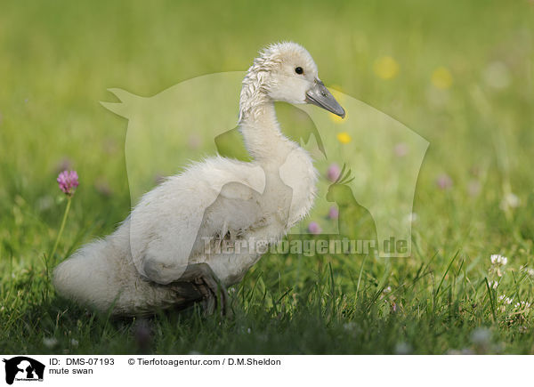 mute swan / DMS-07193
