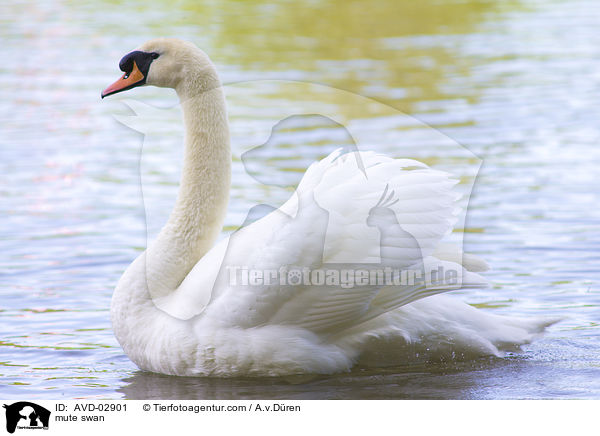 mute swan / AVD-02901