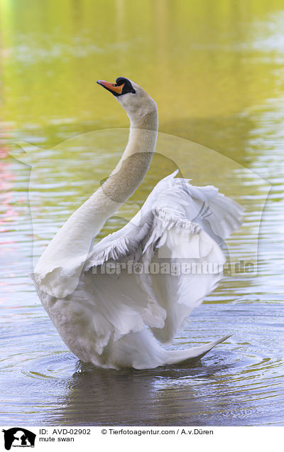 mute swan / AVD-02902