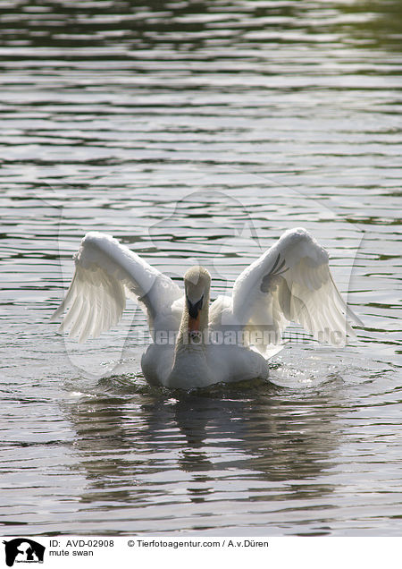 mute swan / AVD-02908