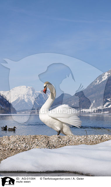 mute swan / AG-01084