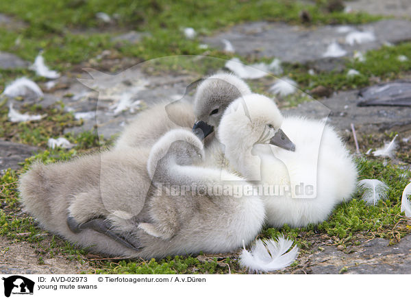 young mute swans / AVD-02973