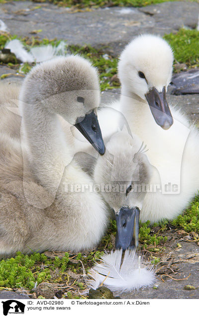 young mute swans / AVD-02980