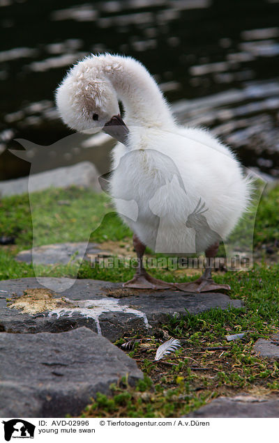 young mute swan / AVD-02996