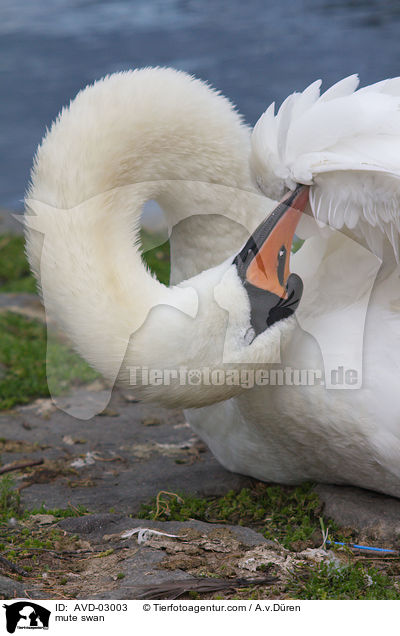 mute swan / AVD-03003