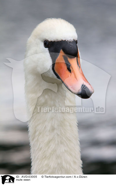 mute swan / AVD-03005