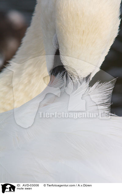 mute swan / AVD-03006