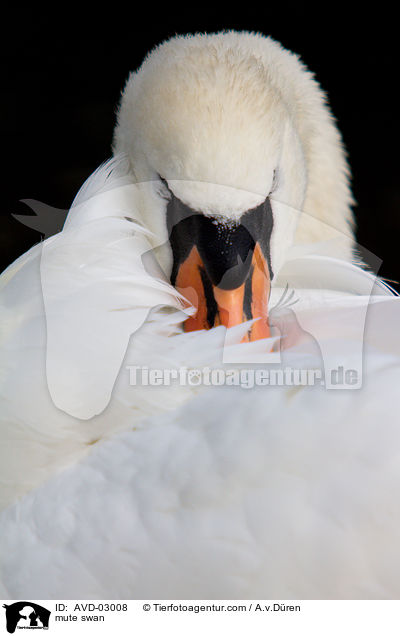 mute swan / AVD-03008