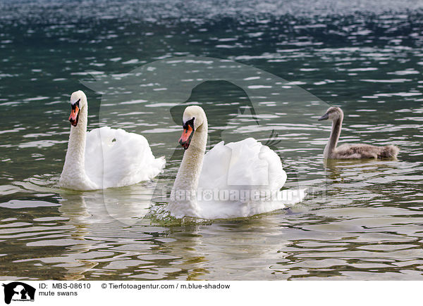 Hckerschwne / mute swans / MBS-08610