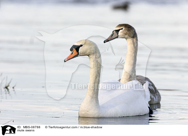 mute swans / MBS-08788
