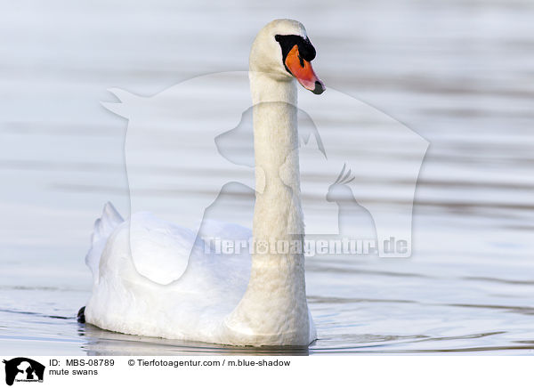 mute swans / MBS-08789