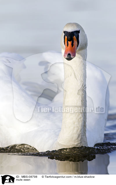 mute swan / MBS-08798