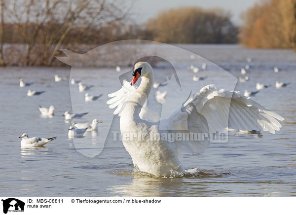 Hckerschwan / mute swan / MBS-08811