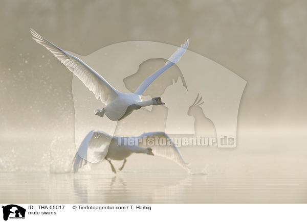 Hckerschwne / mute swans / THA-05017
