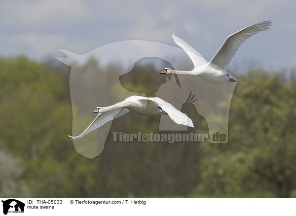 Hckerschwne / mute swans / THA-05033