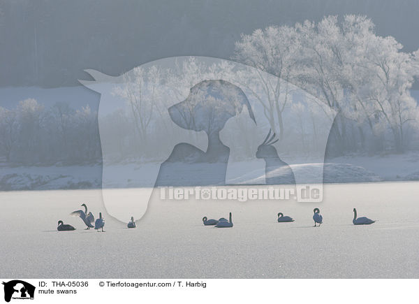 Hckerschwne / mute swans / THA-05036