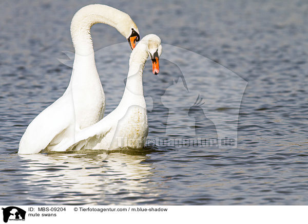 Hckerschwne / mute swans / MBS-09204