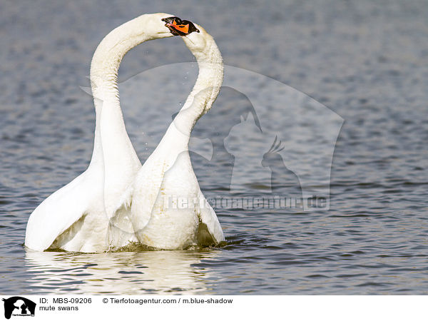 mute swans / MBS-09206