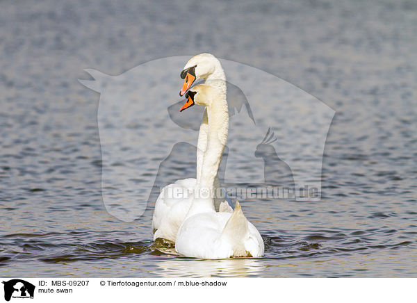 mute swan / MBS-09207