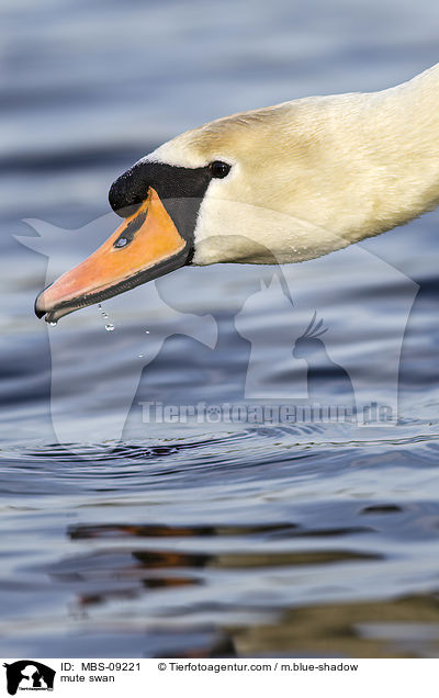 Hckerschwan / mute swan / MBS-09221