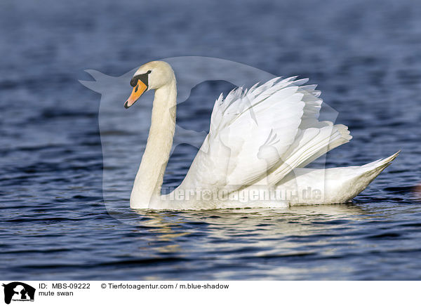 mute swan / MBS-09222