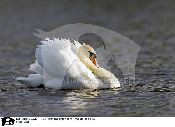 mute swan / MBS-09223