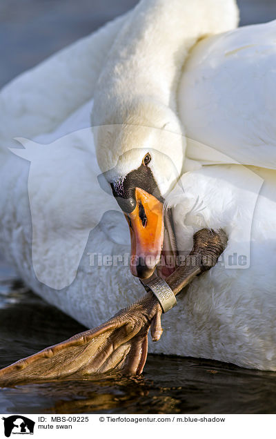 mute swan / MBS-09225