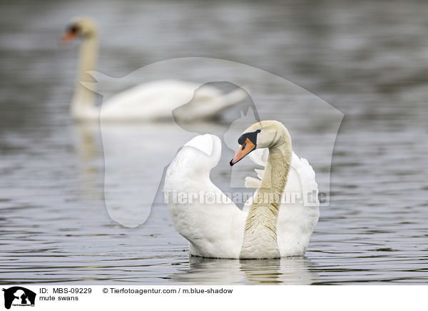 mute swans / MBS-09229