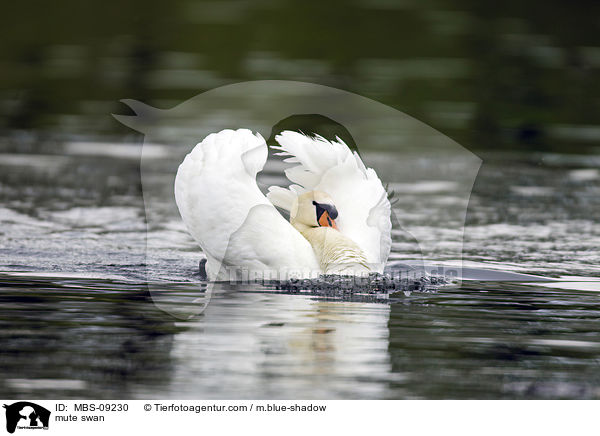 mute swan / MBS-09230