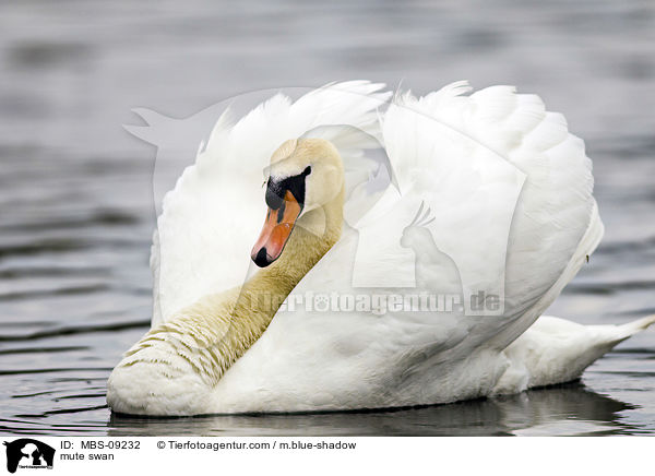 mute swan / MBS-09232