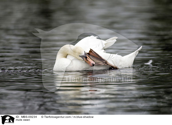 mute swan / MBS-09234