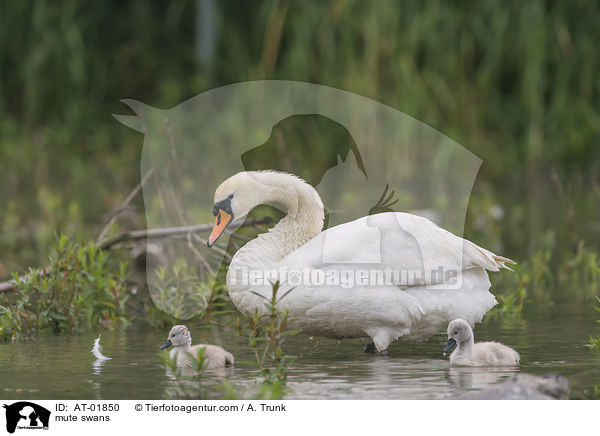 mute swans / AT-01850