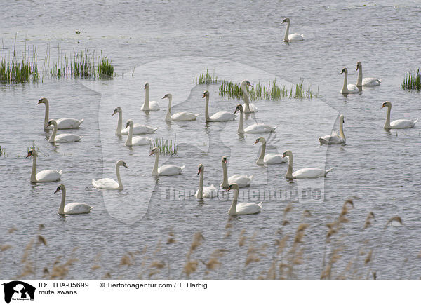 mute swans / THA-05699