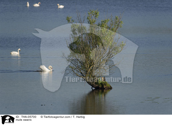 mute swans / THA-05700