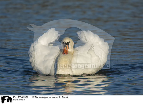 mute swan / AT-01970
