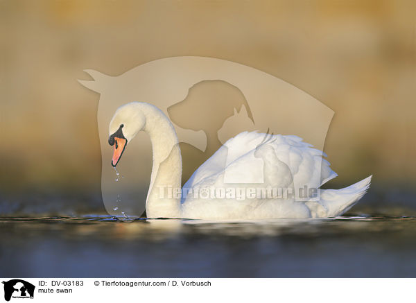mute swan / DV-03183