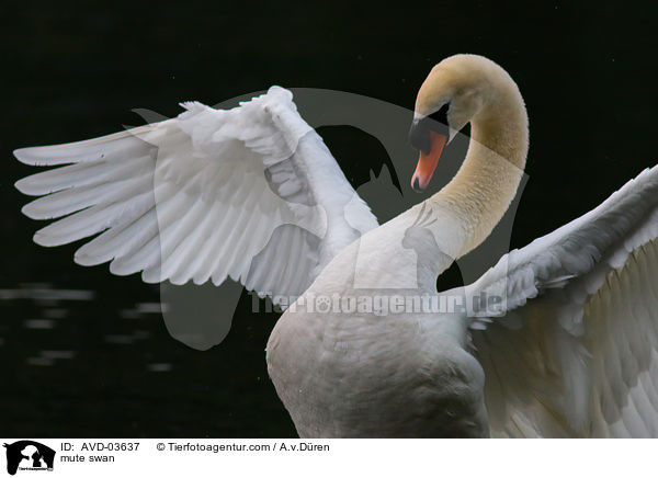 mute swan / AVD-03637
