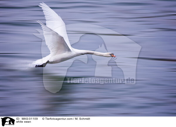 white swan / MAS-01109