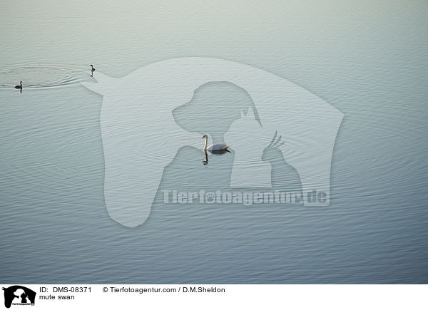 mute swan / DMS-08371