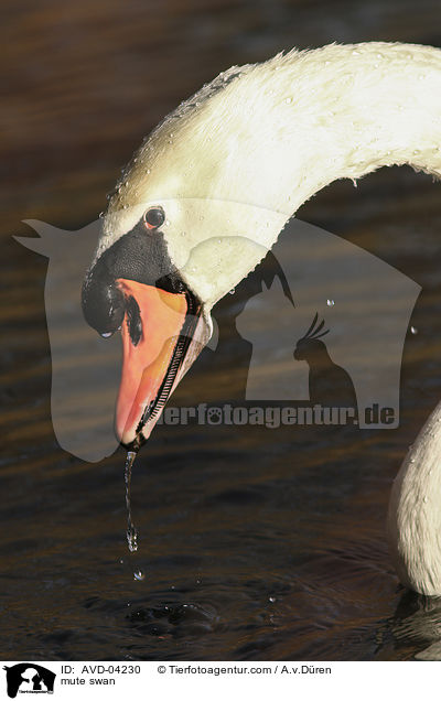 mute swan / AVD-04230