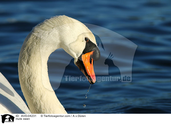 mute swan / AVD-04231
