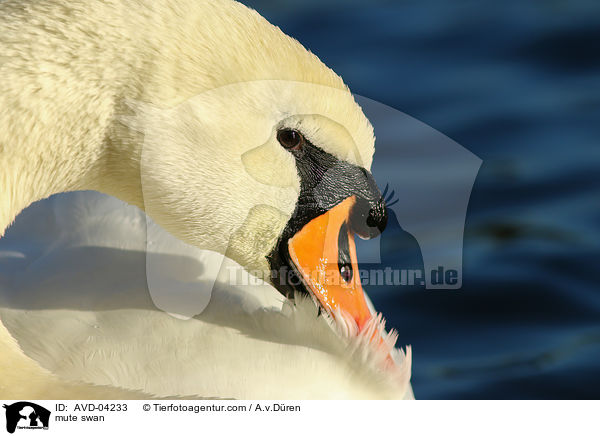 mute swan / AVD-04233