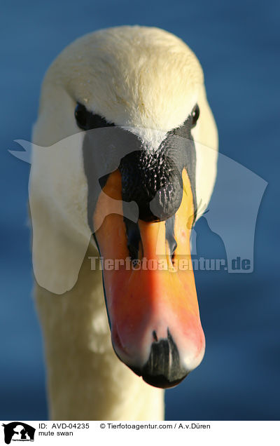 mute swan / AVD-04235